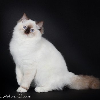 chat Ragdoll chocolate tortie point mitted Syllia Trycoline’s