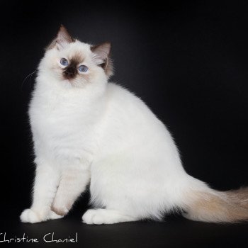 chat Ragdoll chocolate tortie point mitted Syllia Trycoline’s