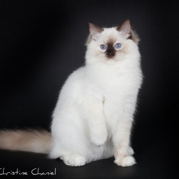 chat Ragdoll chocolate tortie point mitted Syllia Trycoline’s chat Ragdoll chocolate tortie point mitted Syllia Trycoline’s
