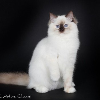 chat Ragdoll chocolate tortie point mitted Syllia Trycoline’s