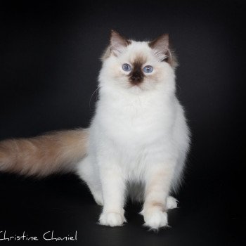 chat Ragdoll chocolate tortie point mitted Syllia Trycoline’s