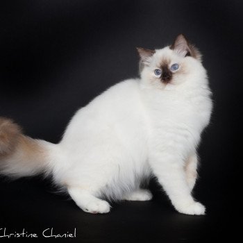 chat Ragdoll chocolate tortie point mitted Syllia Trycoline’s