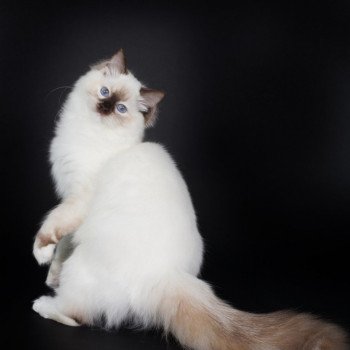 chat Ragdoll chocolate tortie point mitted Syllia Trycoline’s