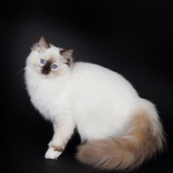 chat Ragdoll chocolate tortie point mitted Syllia Trycoline’s chat Ragdoll chocolate tortie point mitted Syllia Trycoline’s