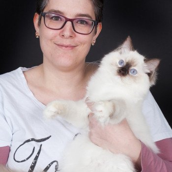 chat Ragdoll chocolate tortie point mitted Syllia Trycoline’s