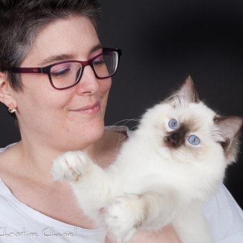 chat Ragdoll chocolate tortie point mitted Syllia Trycoline’s