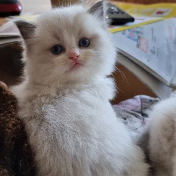 chaton Ragdoll The 100 Bellamy Tommy Trycoline’s