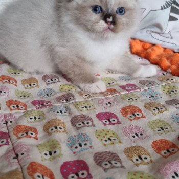 chaton Ragdoll The 100 Lincoln Joy Trycoline’s