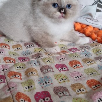 chaton Ragdoll The 100 Lincoln Joy Trycoline’s chaton Ragdoll The 100 Lincoln Joy Trycoline’s