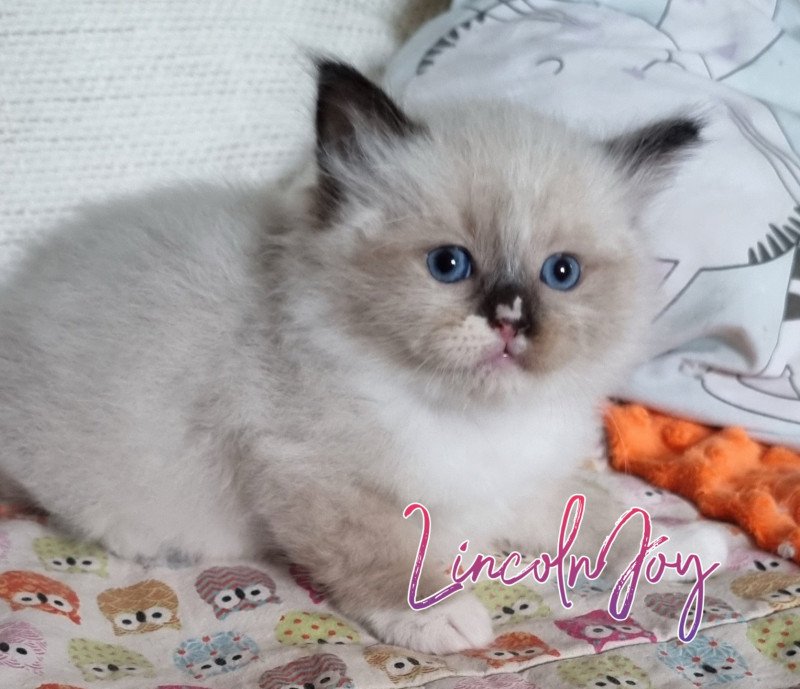 Trycoline’s The 100 Lincoln Joy Mâle Ragdoll Trycoline’s The 100 Lincoln Joy Mâle Ragdoll