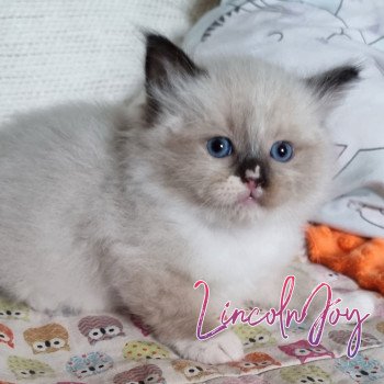 chaton Ragdoll The 100 Lincoln Joy Trycoline’s