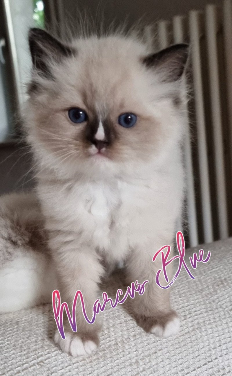 Trycoline’s The 100 Marcus Blue Mâle Ragdoll Trycoline’s The 100 Marcus Blue Mâle Ragdoll