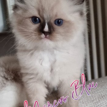 chaton Ragdoll seal point mitted The 100 Marcus Blue Trycoline’s