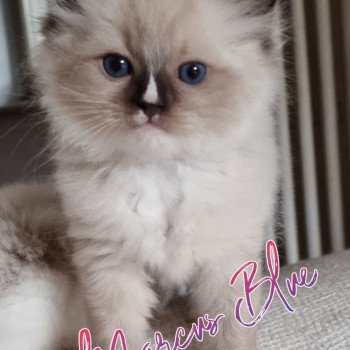 chaton Ragdoll seal point mitted The 100 Marcus Blue Trycoline’s chaton Ragdoll seal point mitted The 100 Marcus Blue Trycoline’s