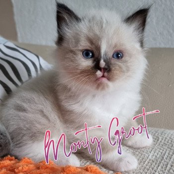 chaton Ragdoll The 100 Monty Groot Trycoline’s