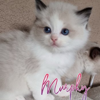 chaton Ragdoll seal point bicolor The 100 Murphy Trycoline’s