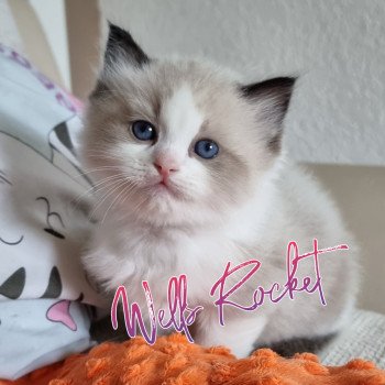 chaton Ragdoll The 100 Wells Rocket Trycoline’s chaton Ragdoll The 100 Wells Rocket Trycoline’s