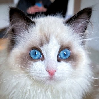 chaton Ragdoll seal point bicolor The Magicians Fairy Queen Trycoline’s
