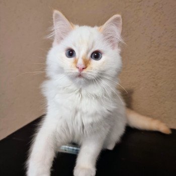 chaton Ragdoll red point mitted The Magicians Eliot Waugh Lotus Trycoline’s