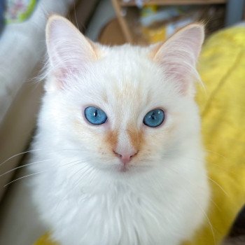 chaton Ragdoll red point mitted The Magicians Eliot Waugh Lotus Trycoline’s