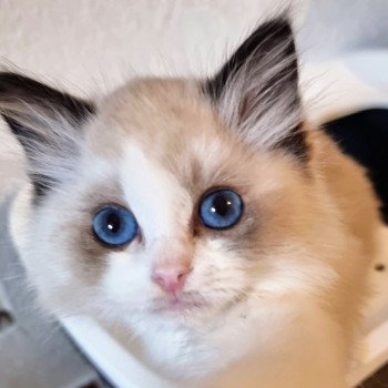 chaton Ragdoll seal point bicolor The Magicians Penny Adiyodi Trycoline’s