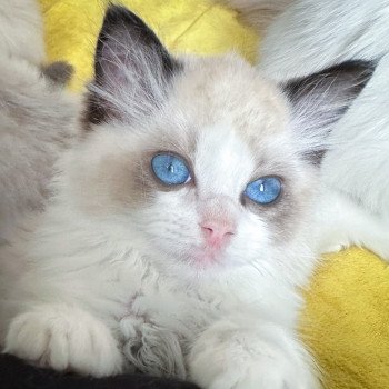 chaton Ragdoll seal point bicolor The Magicians Penny Adiyodi Trycoline’s