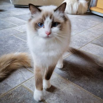 chat Ragdoll chocolate point bicolor Thémis Trycoline’s