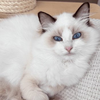 chat Ragdoll chocolate point bicolor Thémis Trycoline’s