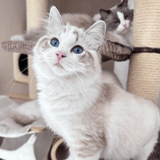 Trycoline’s Tiger Sandokan Beautiful James Mâle Ragdoll