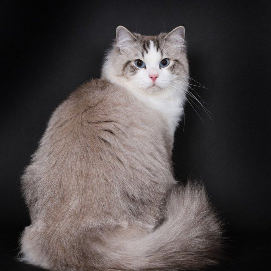 Trycoline’s Tiger Sandokan Beautiful James Mâle Ragdoll