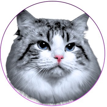 chat Ragdoll seal tabby point bicolor Travis Trycoline’s