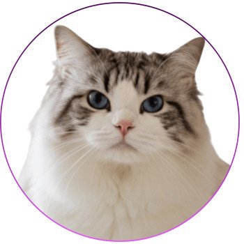 chat Ragdoll seal tabby point bicolor Travis Trycoline’s