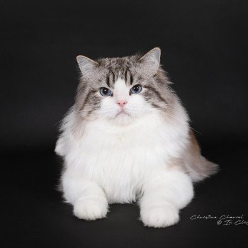 chat Ragdoll seal tabby point bicolor Travis Trycoline’s