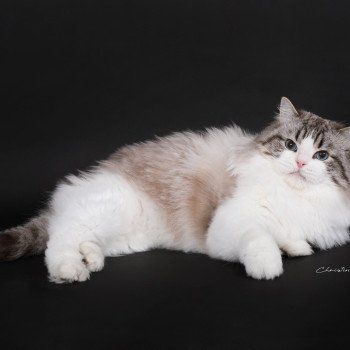 chat Ragdoll seal tabby point bicolor Travis Trycoline’s