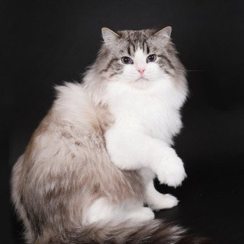 chat Ragdoll seal tabby point bicolor Travis Trycoline’s
