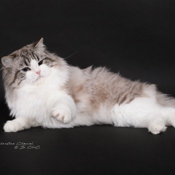 chat Ragdoll seal tabby point bicolor Travis Trycoline’s