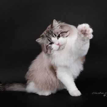 chat Ragdoll seal tabby point bicolor Travis Trycoline’s