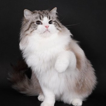 chat Ragdoll seal tabby point bicolor Travis Trycoline’s