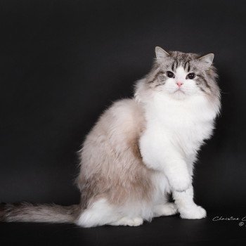 chat Ragdoll seal tabby point bicolor Travis Trycoline’s