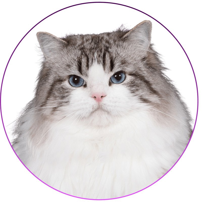 PL*BlueDolls Travis Mâle Ragdoll