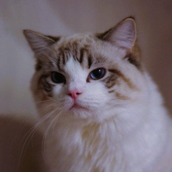chat Ragdoll Travis Trycoline’s chat Ragdoll Travis Trycoline’s