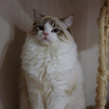 chat Ragdoll seal tabby point bicolor Travis Trycoline’s
