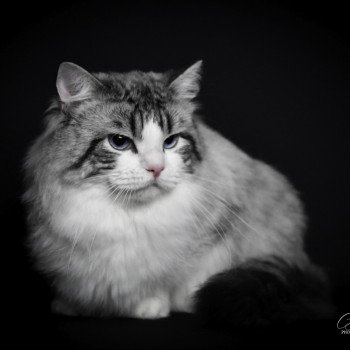 chat Ragdoll seal tabby point bicolor Travis Trycoline’s