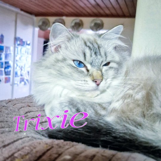 Trixie Fauve Of Pussycat Dolls Femelle Ragdoll
