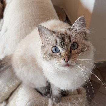 chat Ragdoll seal tabby point Trixie Fauve Trycoline’s