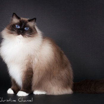 chat Ragdoll seal point mitted Castiel Indy Trycoline’s