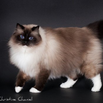 chat Ragdoll seal point mitted Castiel Indy Trycoline’s