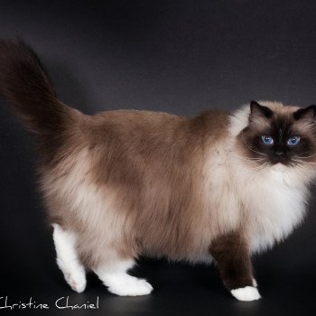 chat Ragdoll seal point mitted Castiel Indy Trycoline’s