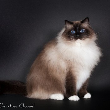 chat Ragdoll seal point mitted Castiel Indy Trycoline’s