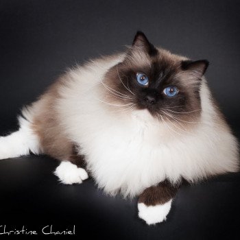 chat Ragdoll seal point mitted Castiel Indy Trycoline’s